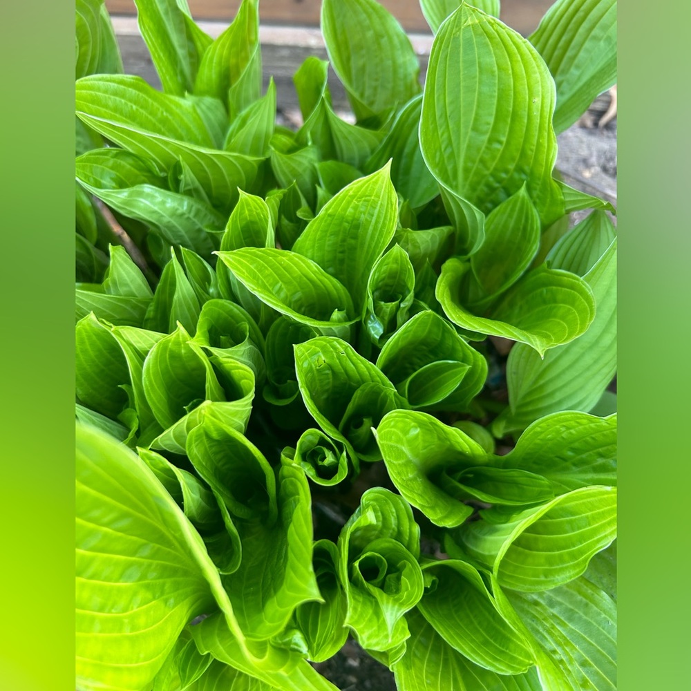 Green Hosta perennials